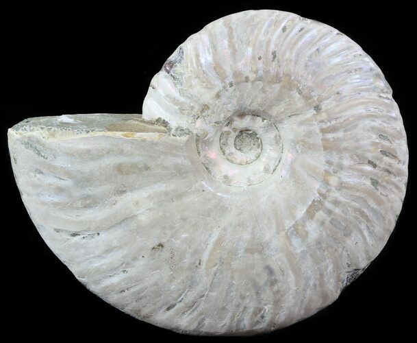 Silver Iridescent Ammonite - Madagascar #51494